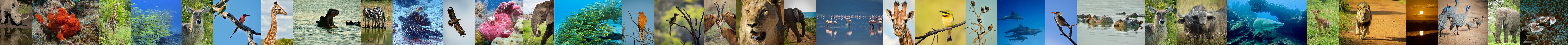 pano-wildlife2